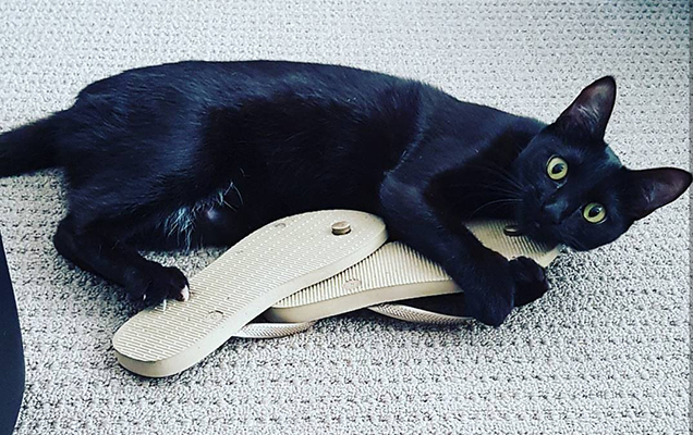 Black cat hugging thongs